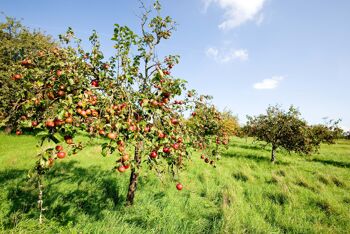 RECETTE 1779 Vinaigre de cidre de pomme au miel, 350 ml 9