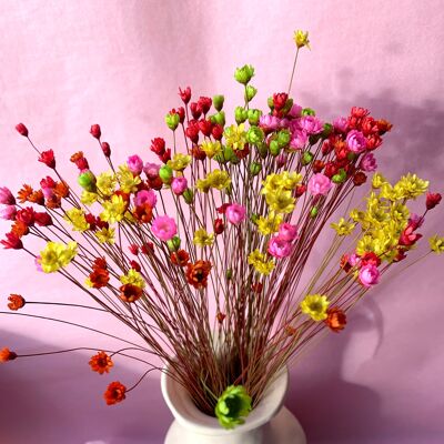 Glixia Flowers - Star Flowers | Pink