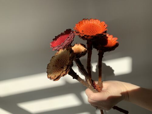 Dried Protea Compacta – Natural Colour