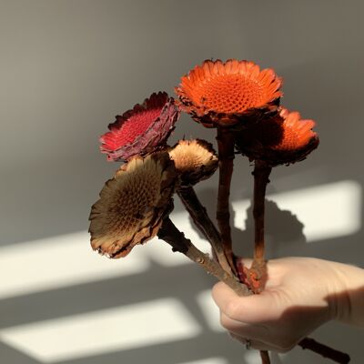Protea Compacta séchée – Couleur naturelle