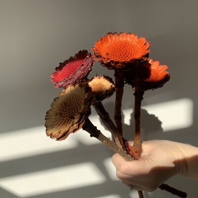 Getrocknete Protea Compacta – Natürliche Farbe