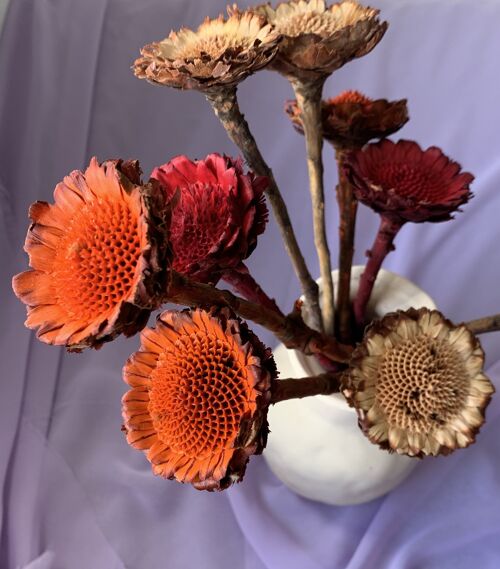 Dried Protea Compacta – Red