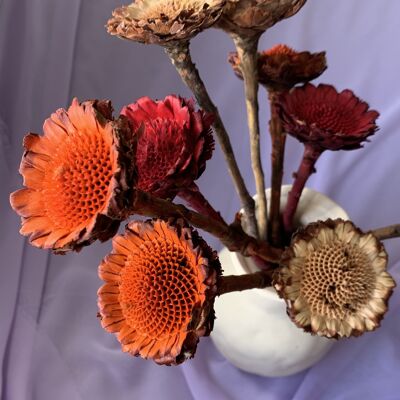 Getrocknete Protea Compacta – Rot