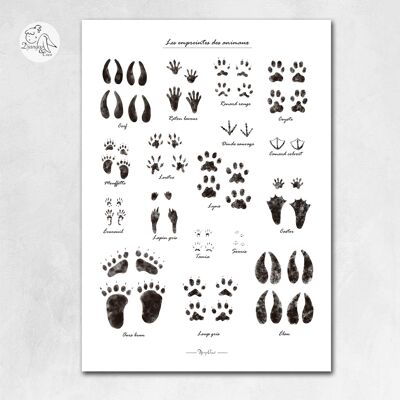 Displays animal footprints