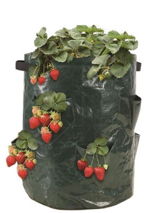 SACA'Fraise Set de 3 sacs  Sac de culture pour fraise - jardin urbain