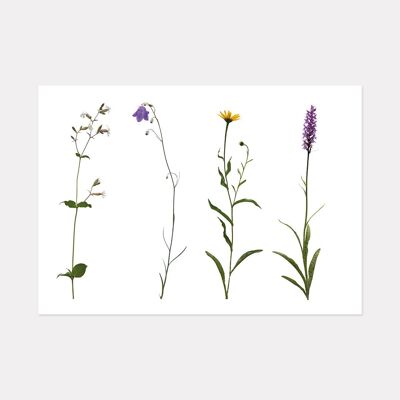 ALPINE FLOWERS, MOUNTAIN ART PRINT - A2 (59.4cm x 42cm) unframed print