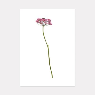 ALPINE FLOWER VIII, MOUNTAIN ART PRINT - A3 (42cm x 29.7cm) unframed print