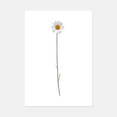 ALPINE FLOWER VII, MOUNTAIN ART PRINT - A3 (42cm x 29.7cm) unframed print