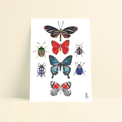 Affiche Scarabées et papillons