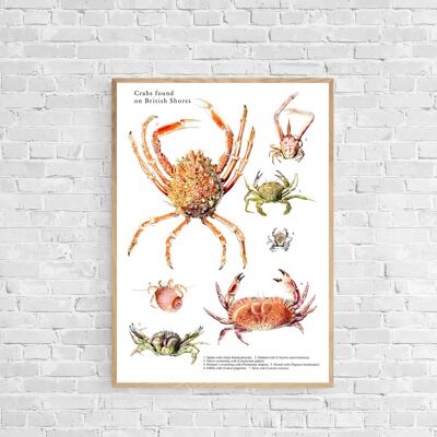 Crab Poster