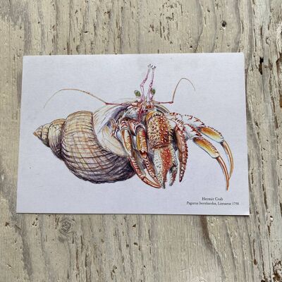 Hermit Crab Print
