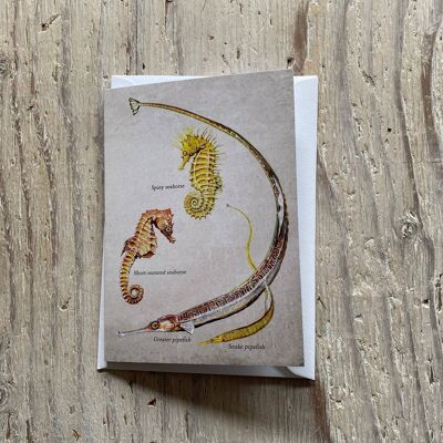 Pipefish and Seahorse Greetings Card