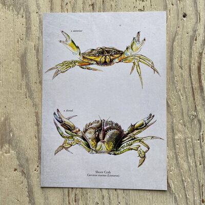 Shore Crab Print