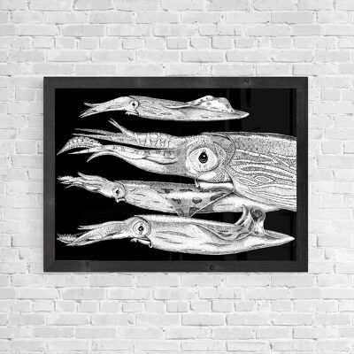 Veined Squid Lateral View - Giclée Art Print