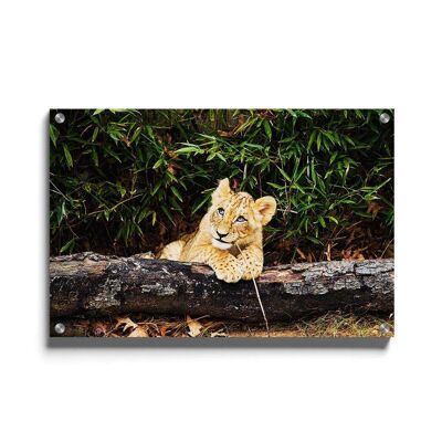 Walljar - African Lion - Plexiglass / 80 x 120 cm