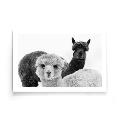 Walljar - Alpaca - Poster / 80 x 120 cm