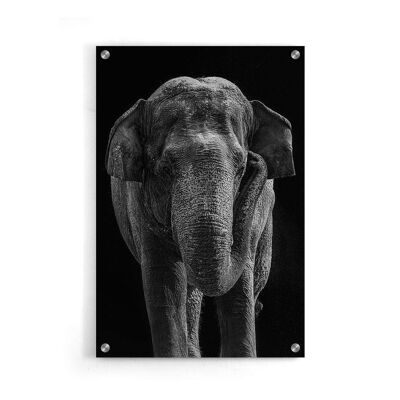Pot mural - Eléphant d'Asie - Plexiglas / 120 x 180 cm