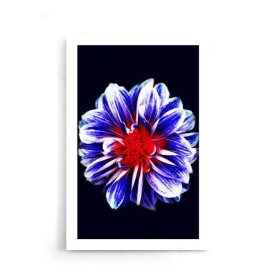 Walljar - Fleur Bleue Avec Centre Rouge - Affiche / 50 x 70 cm