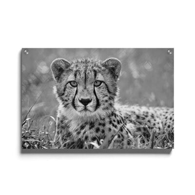 Walljar - Gepard - Plexiglas / 120 x 180 cm