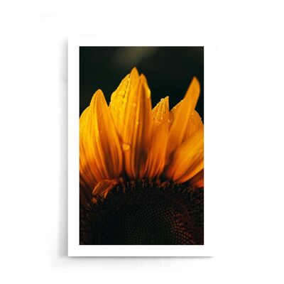 Walljar - Close-up Sunflower - Poster / 50 x 70 cm