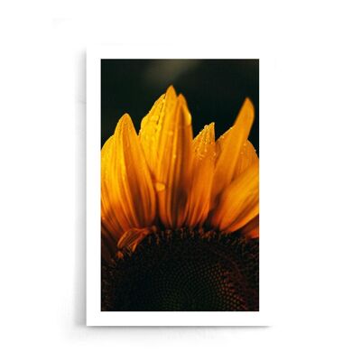 Walljar - Gros Plan Tournesol - Affiche / 50 x 70 cm