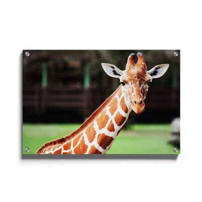 Walljar - Cute Giraffe - Plexiglas / 30 x 45 cm