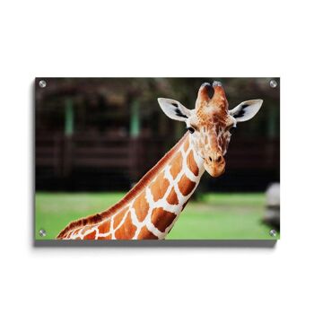 Pot Mural - Girafe Mignonne - Plexiglas / 30 x 45 cm 1