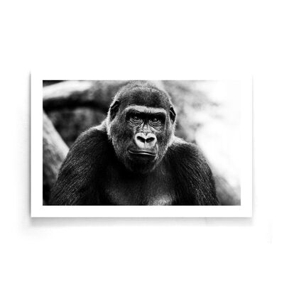 Walljar - Gorille - Affiche / 80 x 120 cm