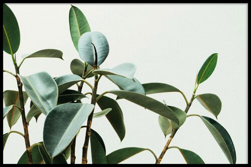 Walljar - Green Plant - Poster met lijst / 50 x 70 cm