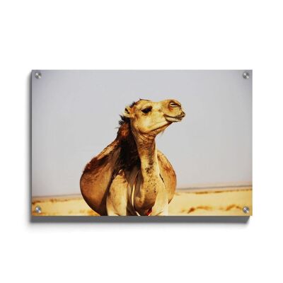 Walljar - Kamel - Plexiglas / 40 x 60 cm