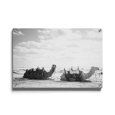 Walljar - Camellos - Plexiglás / 80 x 120 cm
