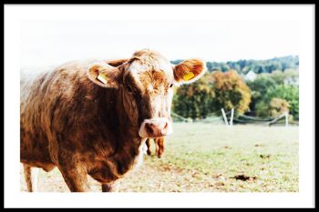 Walljar - Cow Up Close - Affiche avec cadre / 50 x 70 cm 1