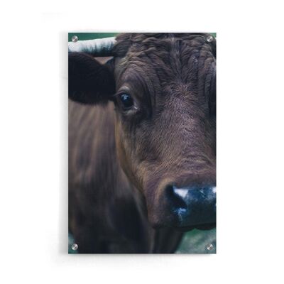 Walljar - Cow Up Close II - Plexiglas / 50 x 70 cm