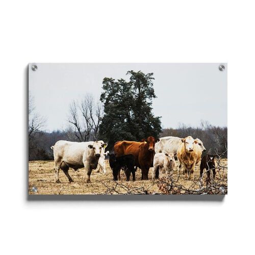 Walljar - Koeien - Plexiglas / 150 x 225 cm