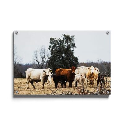 Walljar - Cows - Plexiglass / 150 x 225 cm