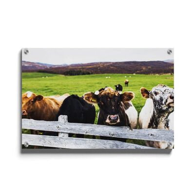 Walljar - Vacas en el pasto - Plexiglás / 50 x 70 cm