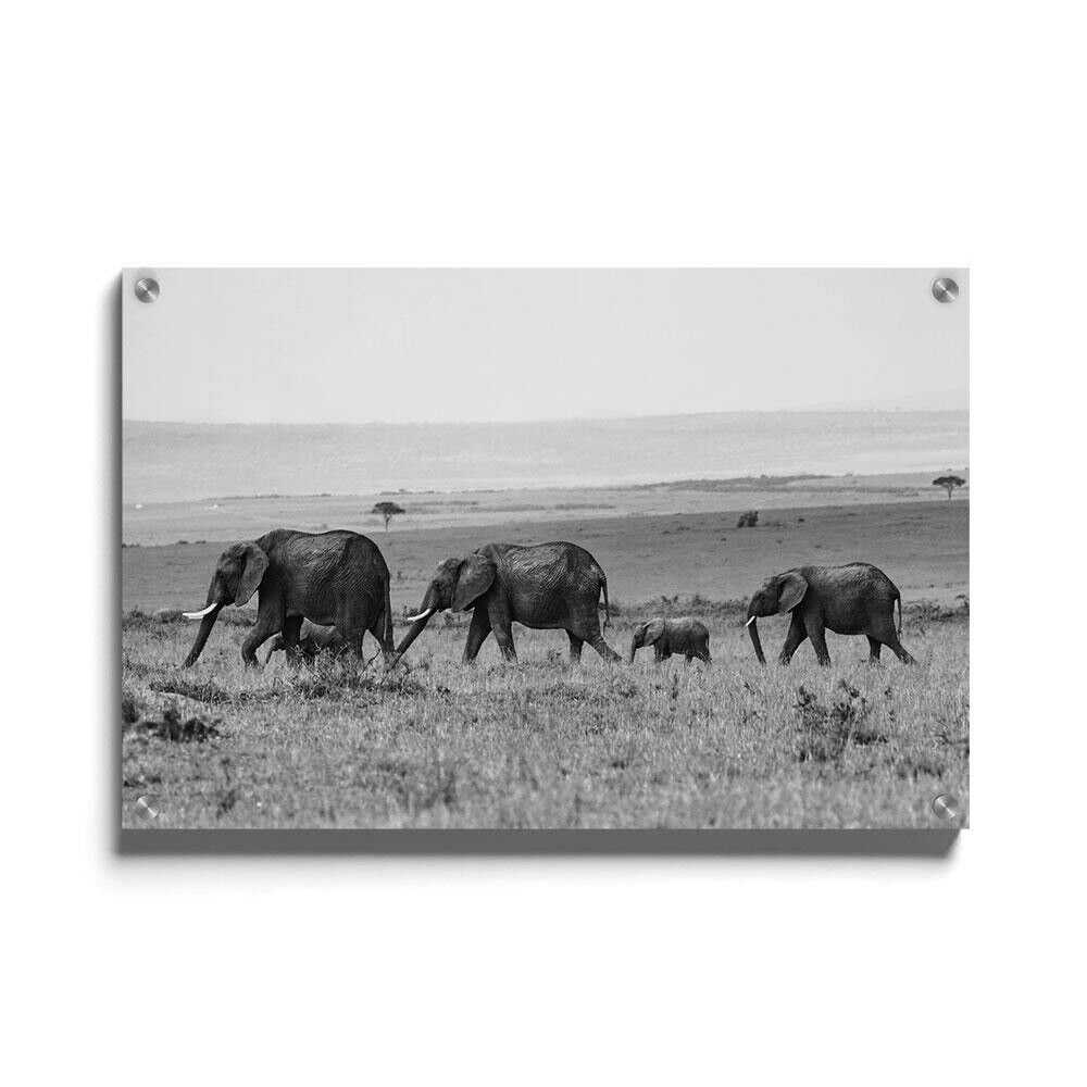 Walljar - Branco di elefanti - Plexiglass / 40 x 60 cm