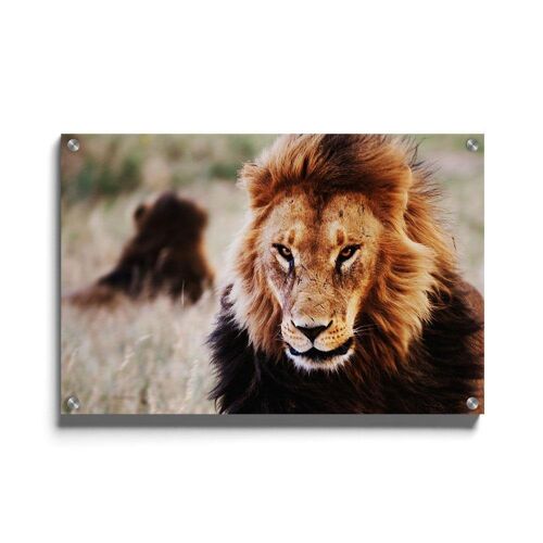 Walljar - Leeuw In Het Gras - Plexiglas / 80 x 120 cm