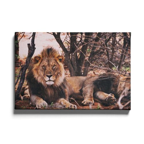 Walljar - Leeuwen - Canvas / 80 x 120 cm