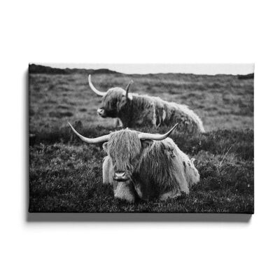Walljar - Liggende Schotse Hooglanders - Canvas / 30 x 45 cm