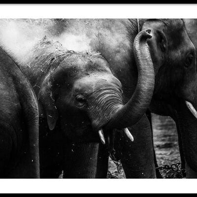 Walljar - Elephants - Poster with frame / 50 x 70 cm