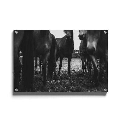 Walljar - Mandria di cavalli - Plexiglass / 80 x 120 cm