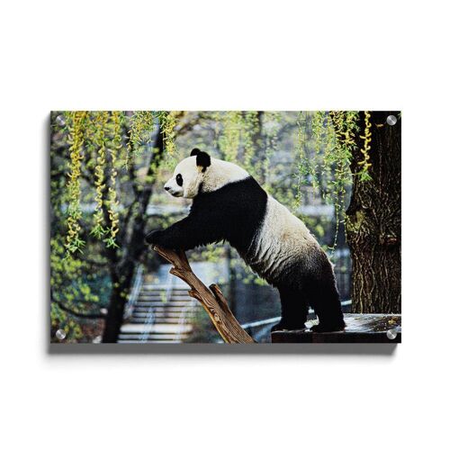 Walljar - Panda - Plexiglas / 80 x 120 cm