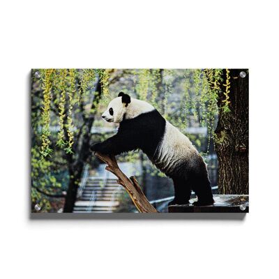 Walljar - Panda - Plexiglass / 80 x 120 cm