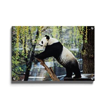 Pot mural - Panda - Plexiglas / 80 x 120 cm 1