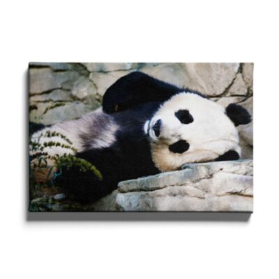 Walljar - Panda legt sich hin - Leinwand / 40 x 60 cm