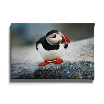 Walljar - Puffin - Canvas / 30 x 45 cm