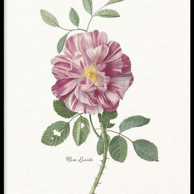 Walljar - Rosa Lucida - Poster con cornice / 30 x 45 cm