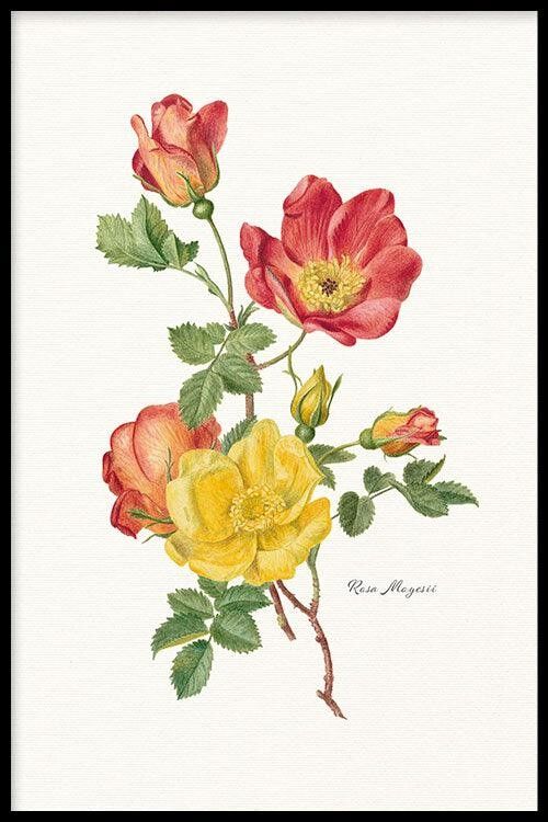 Walljar - Rosa Moyesii - Poster met lijst / 30 x 45 cm