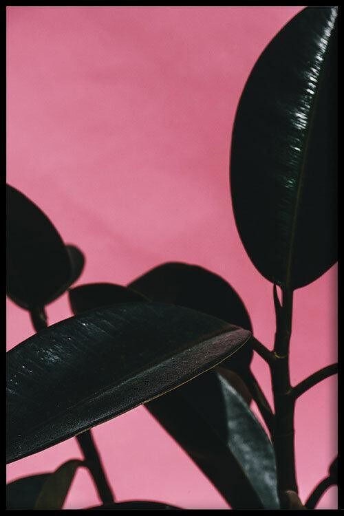 Walljar - Rubber Plant Pink II - Poster met lijst / 50 x 70 cm